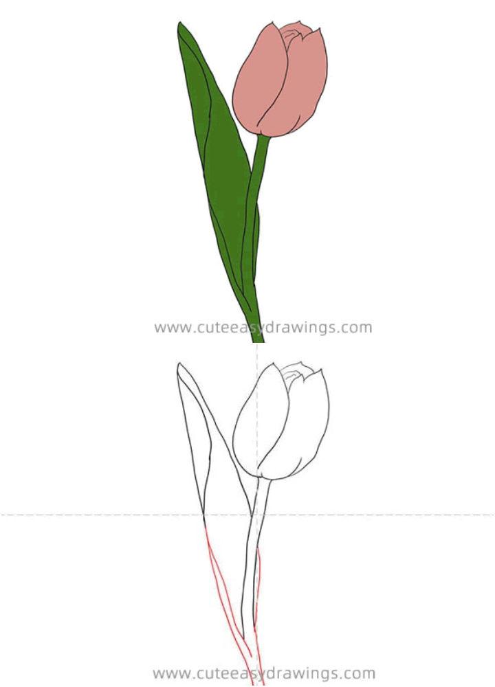 How to Draw a Realistic Tulip Flower