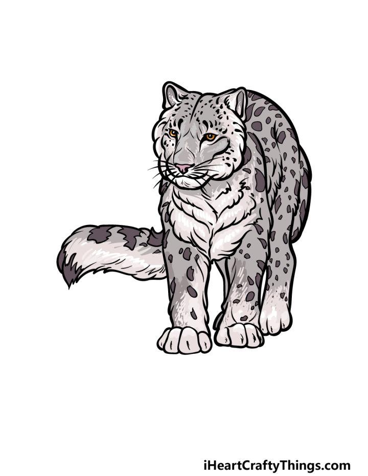 How to Draw a Snow Leopard Step by Step