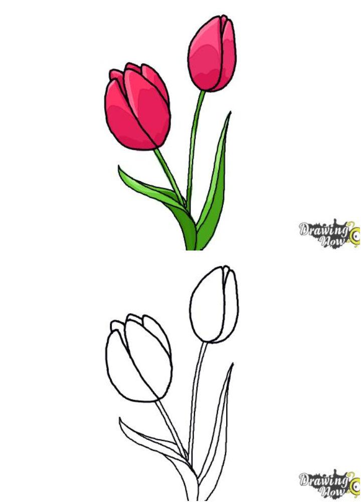 How to Draw a Tulip Step by Step