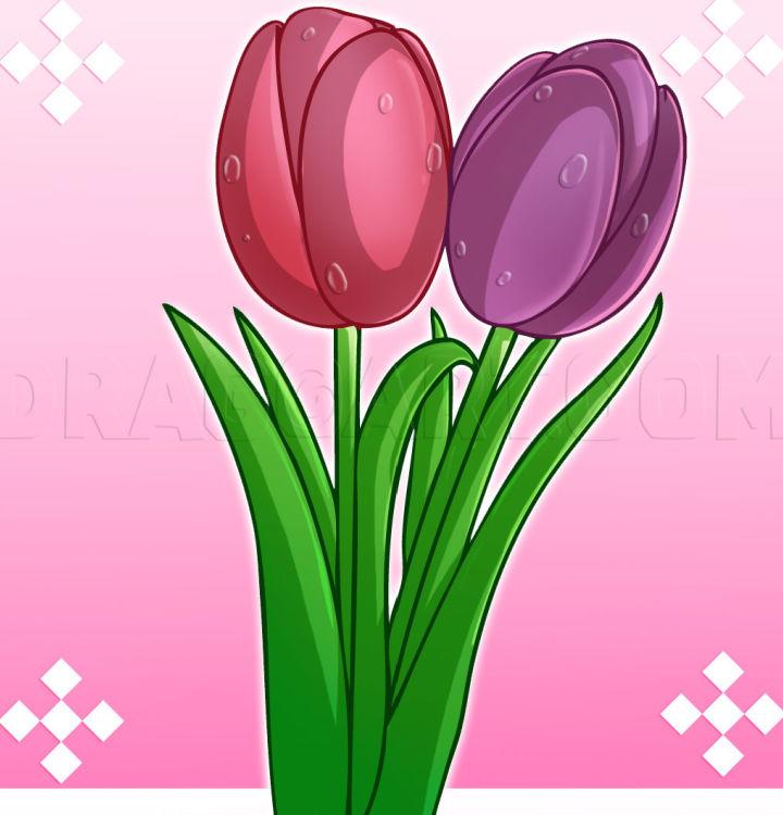 How to Draw a Tulips