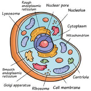 20 Easy Cell Drawing Ideas - How to Draw a Cell