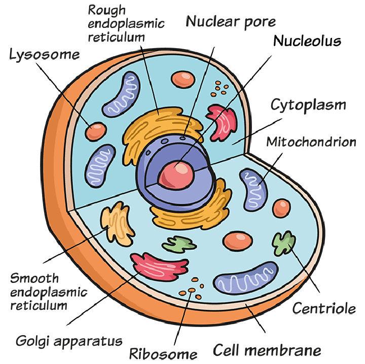 How to Draw an Animal Cell
