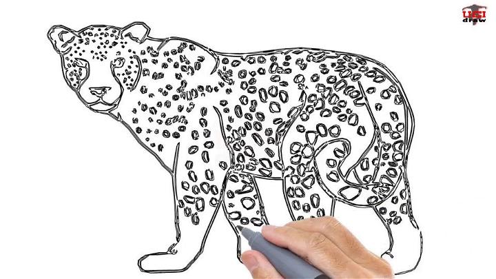 Leopard Picture to Draw