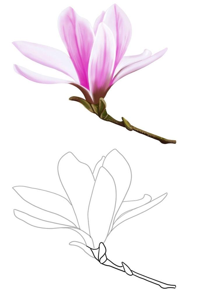 Magnolia Flower Drawing Step by Step