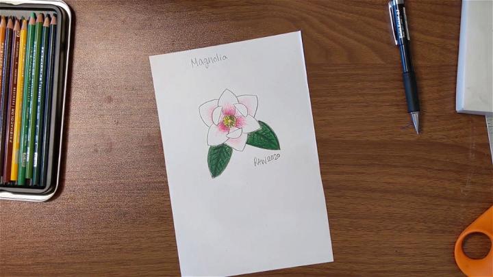 Magnolia Flower Drawing