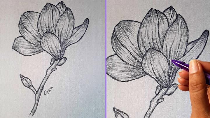 Magnolia Flower Sketch