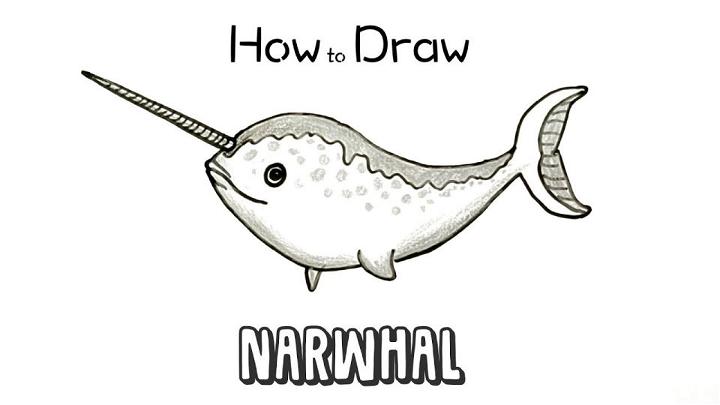 Narwhal Picture to Draw