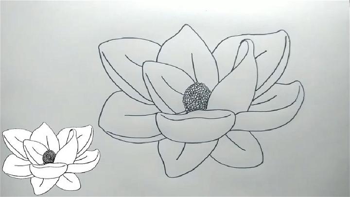 Outline Magnolia Flower Drawing
