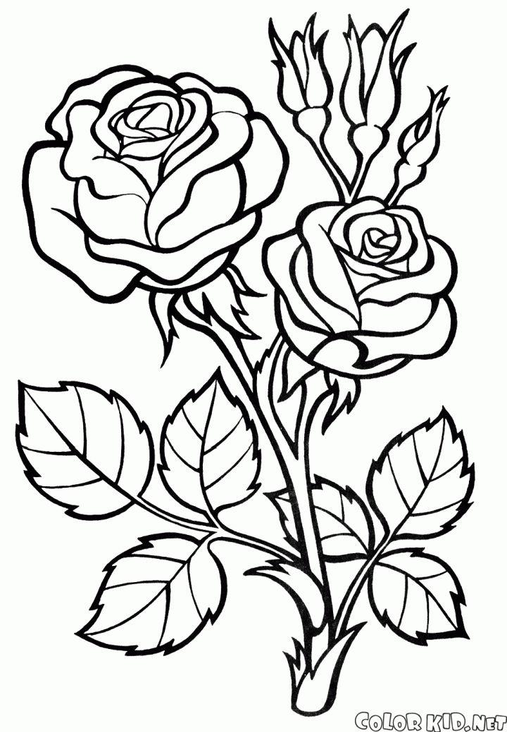 Pictures to Color Free Rose Coloring Pages