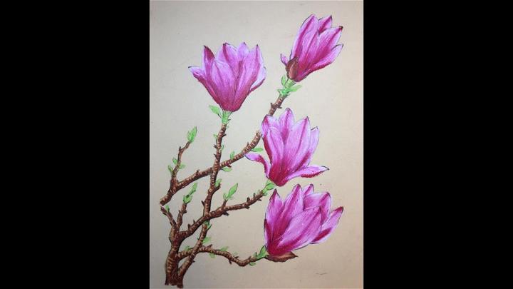 Pink Magnolia Flower Drawing