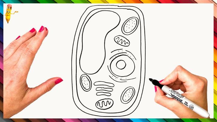 how to draw a plant cell | Animal cell, Plant and animal cells, Plant cell-saigonsouth.com.vn
