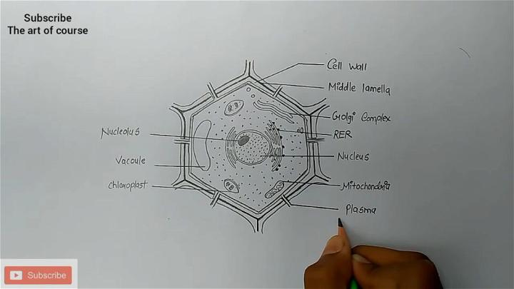 How To Draw Plant Cell ( step by step Drawing tutorial) VERY SIMPLE -  YouTube-saigonsouth.com.vn