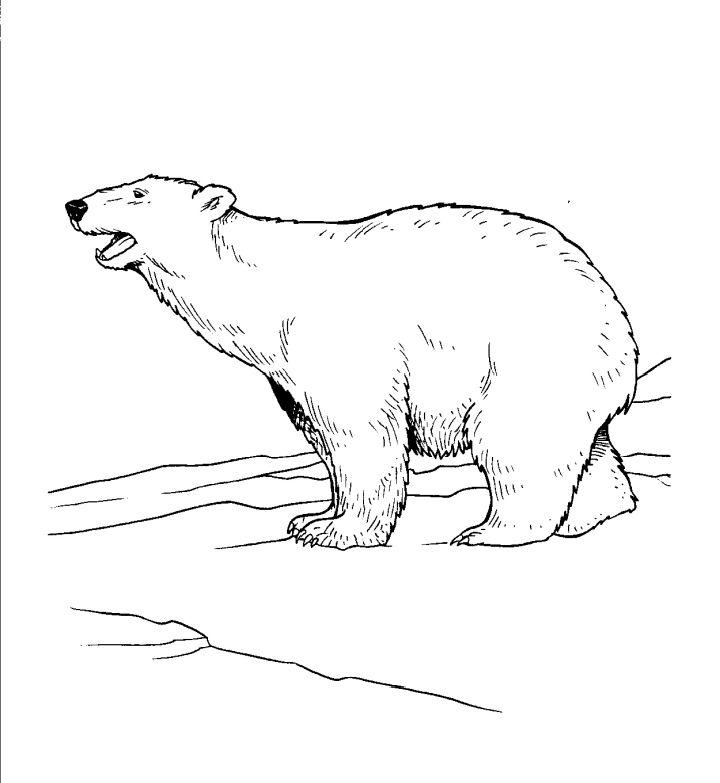 Printable Polor Bear Coloring Pages