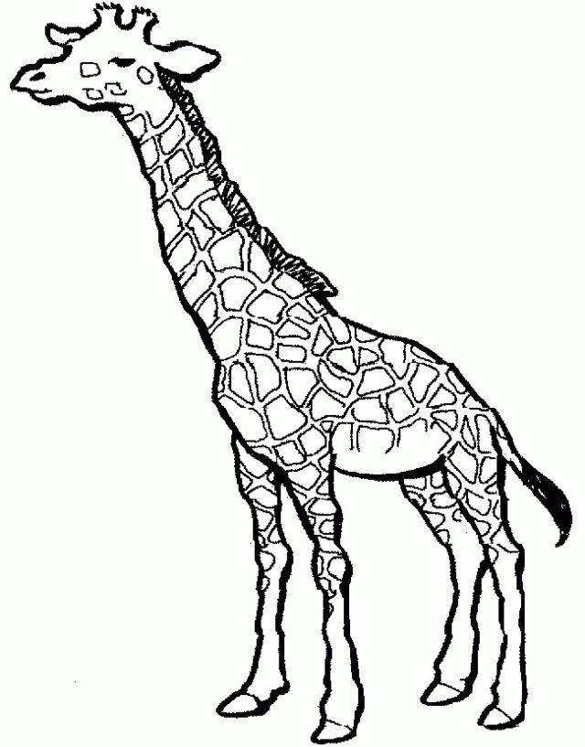 Preschoolers Giraffe Coloring Pages