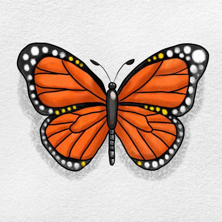 Pretty Monarch Butterfly Drawing