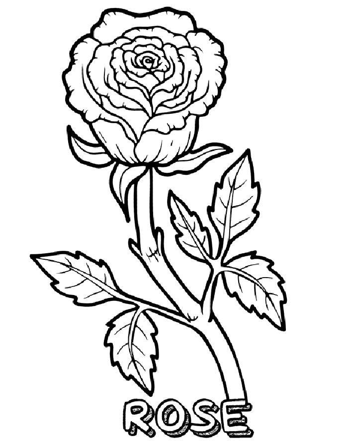 Rose Coloring Pages and Activities