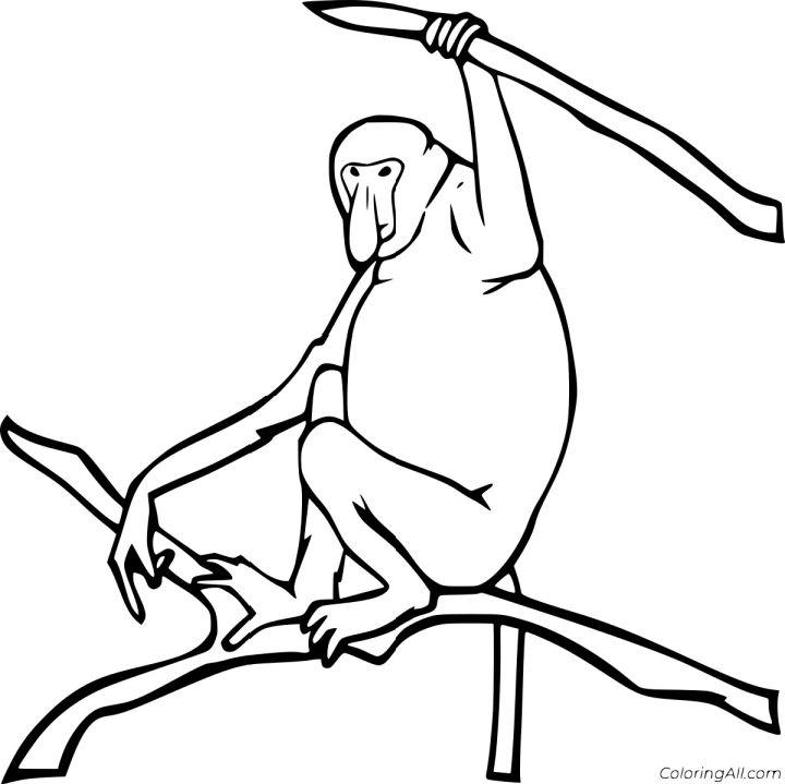 Proboscis Monkey Coloring Pages