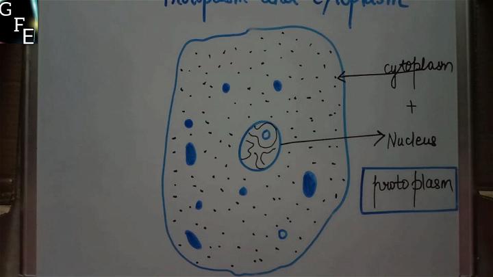 Protoplasm and Cytoplasm Drawing