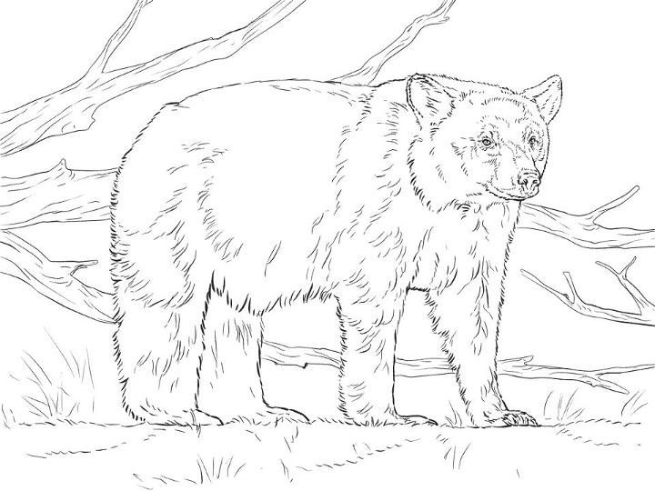 Realistic Bear Coloring Page