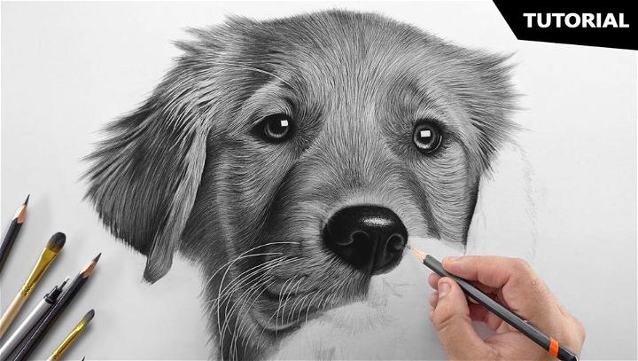 Realistic Dog Drawing Step By Step