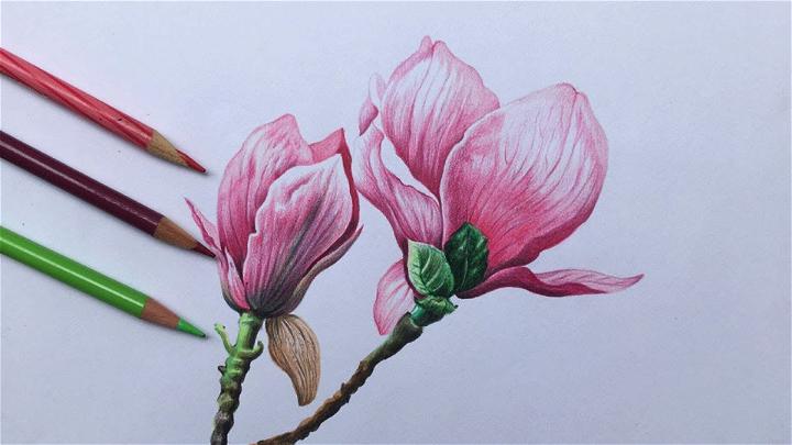 Realistic Magnolia Flower Drawing