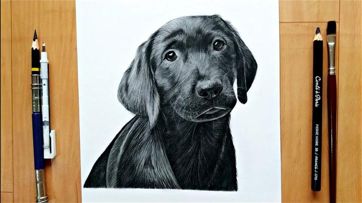 Realistic Puppy Drawing