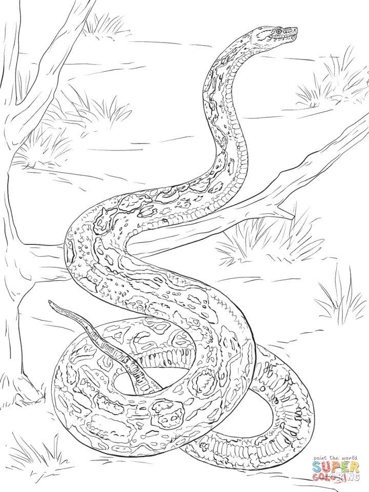 Realistic Snake Coloring Pages