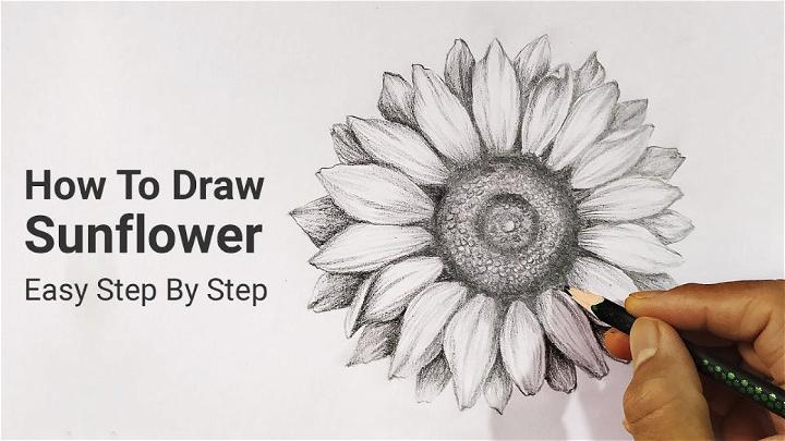 Realistic Sunflower Drawing With Pencil