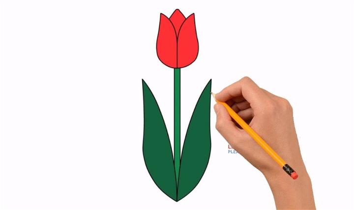 Red Tulip Drawing for Kids