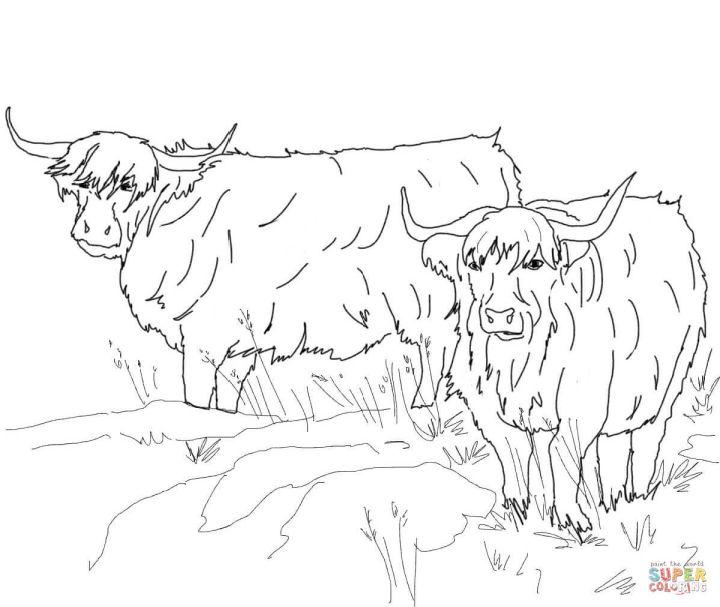Scottish Highland Cattle Coloring Page