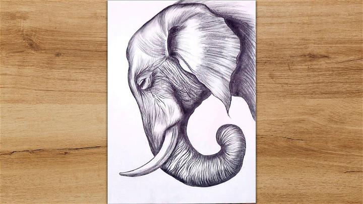 Simple Realistic Elephant Drawing