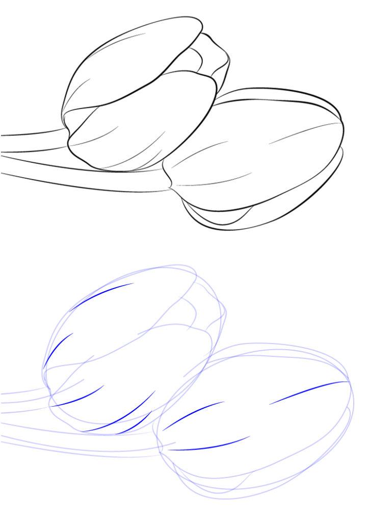 Simple Tulip Drawing