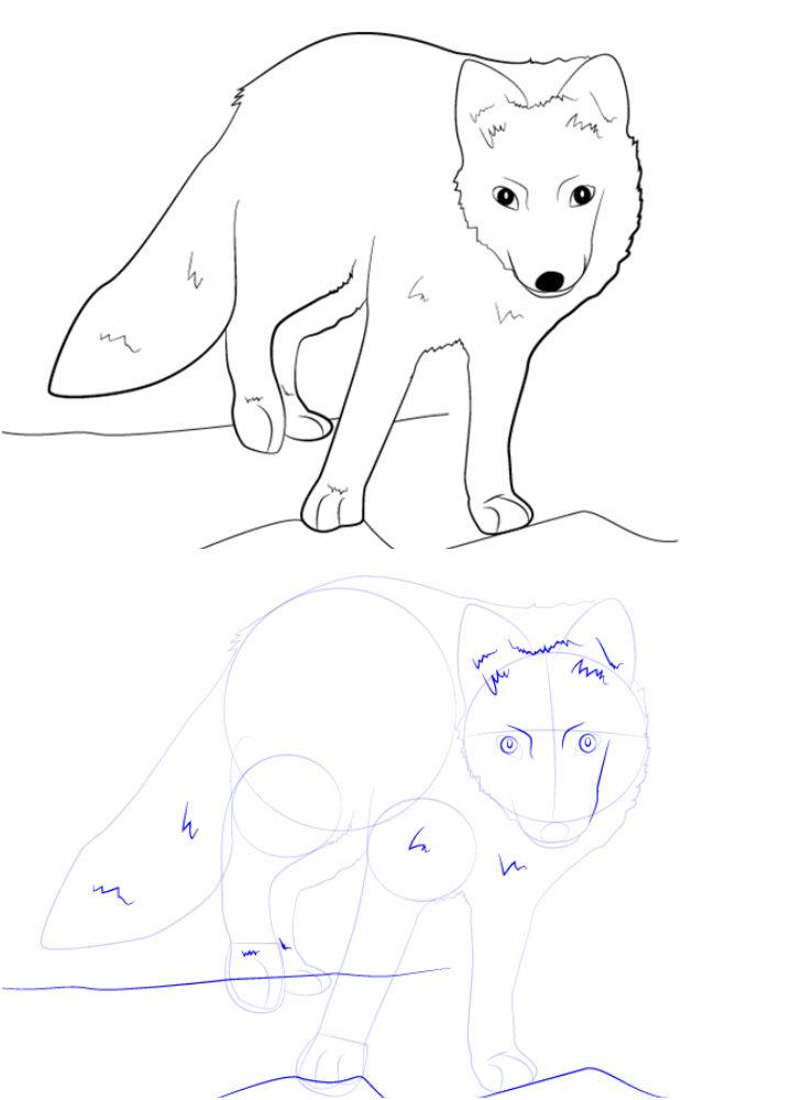 Sketch Arctic Fox Drawing