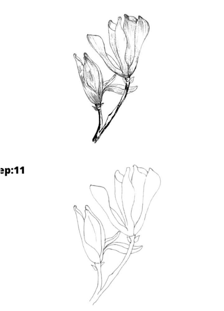 Sketch Magnolia Flower Drawing