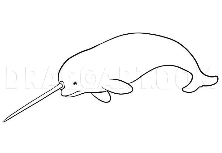 Sketch Narwhal Drawing