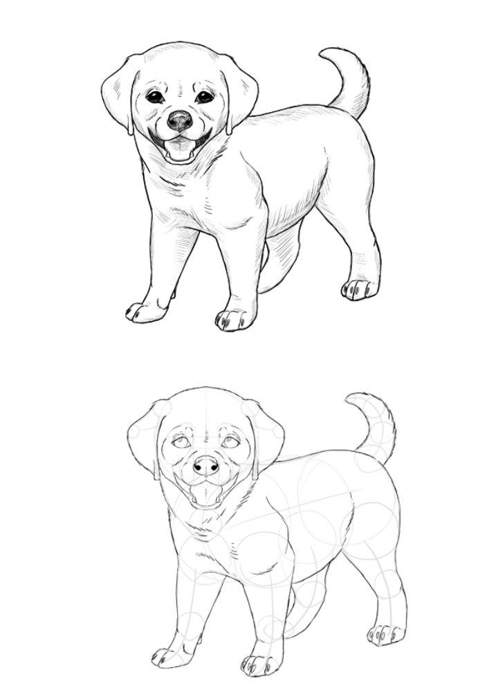 Sketch Puppy Drawing