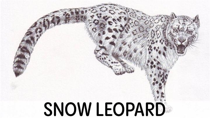 Sketch Snow Leopard Drawing