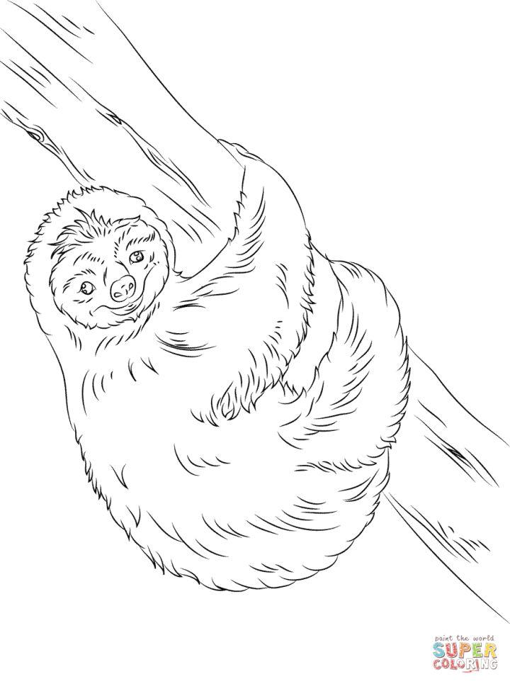Sloth Coloring Pages to Print