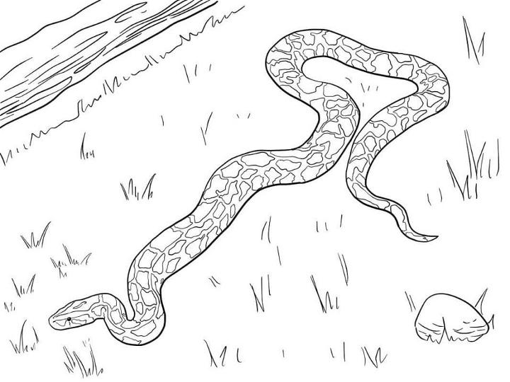 Snake Coloring Pages for Little Ones