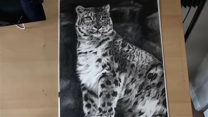 Snow Leopard Drawing Using Charcoal
