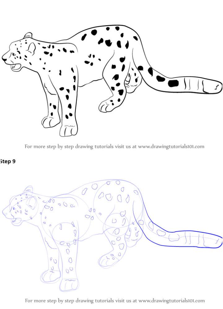 Snow Leopard Drawing