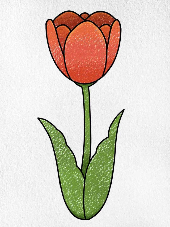 Tulip Drawing Step by Step Instructions