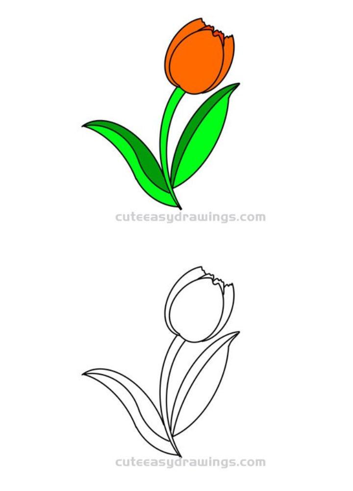 Tulip Flowers Drawing