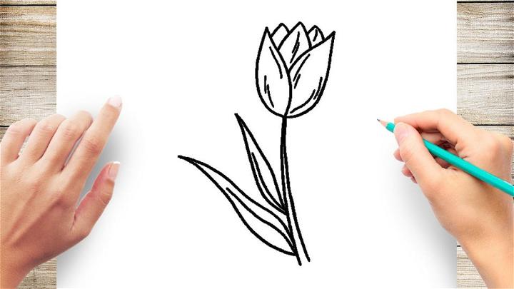 Tulip Outline Drawing