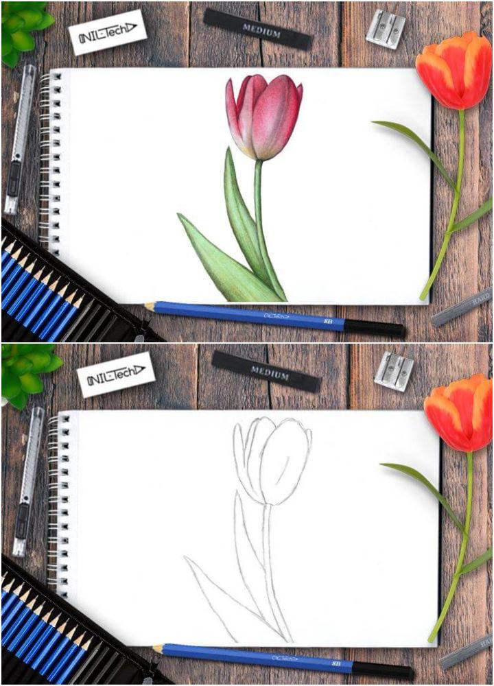 Tulip Pencil Drawing