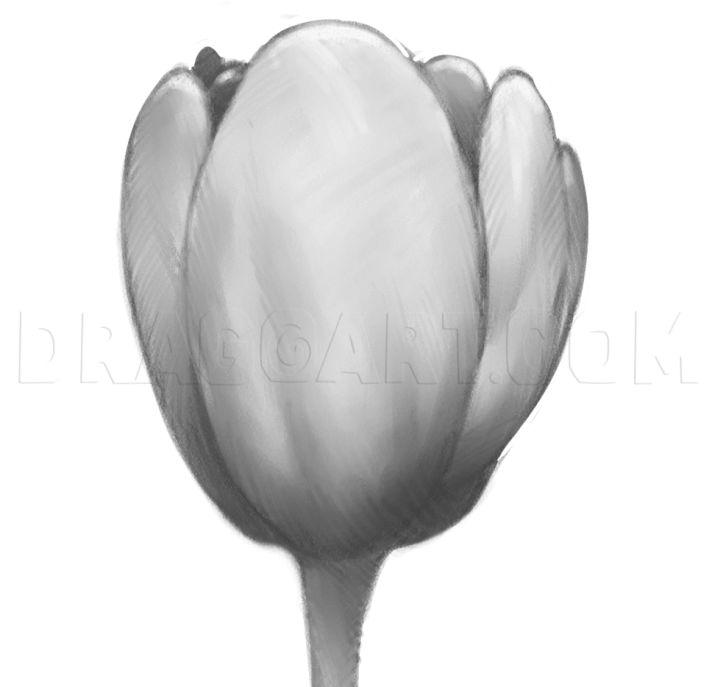Tulip Picture to Draw