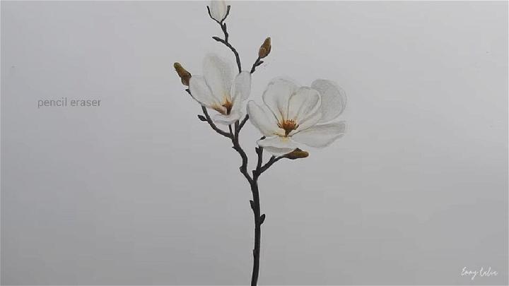 White Magnolia Flower Drawing With Colored Pencils