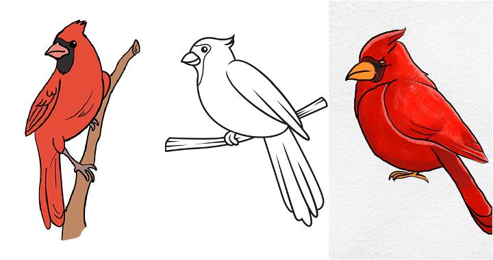 20 Easy Cardinal Drawing Ideas - How to Draw a Cardinal