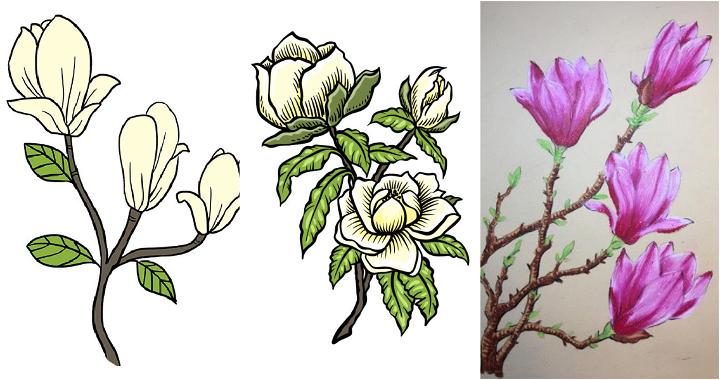 25 Easy Magnolia Flower Drawing Ideas - How to Draw Magnolia Flower
