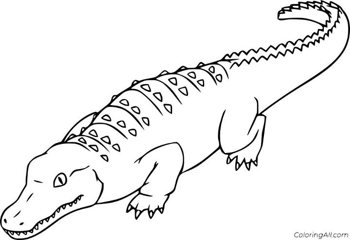 Alligator Coloring Book Pages